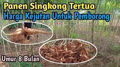 Panen Singkong Garuda Tertua Umur 8 Bulan