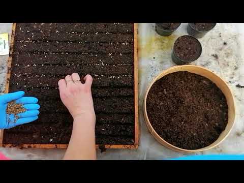 Wideo: Kiełkowanie nasion lubczyku: kiedy zasiać nasiona ziela lubczyku