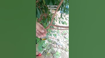 Air Layering Technique #bonsai #garden #grafting #gardening #fruit #tips #craft #satisfying #nature