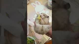 Hamster Steals Other's Food🐹🥬 #Cute #Funny #Pets #Animals #Hamster #Shorts #Foryou