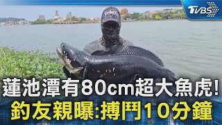 蓮池潭有80cm超大魚虎! 釣友親曝:搏鬥10分鐘｜TVBS新聞 @TVBSNEWS02