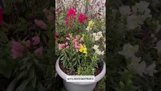 Download Lagu Vibrant snap dragon flowers — #OneGoodThing #day3590 MP3