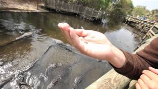 WHERES WATSKY:  Gator Farm | St. Augustine, FL