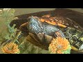 my turtle tank!