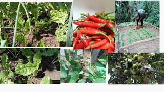 Visit Our Simple Garden//Backyard Gardening!//Easy Growing!//Harvesting vegetables#gardening