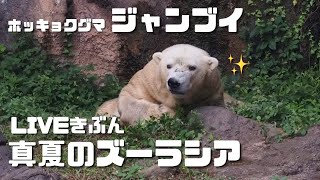 【LIVEきぶん】ジャンブイと滝とセミの音の180秒　真夏のズーラシア（ホッキョクグマ／Polar  Bear）