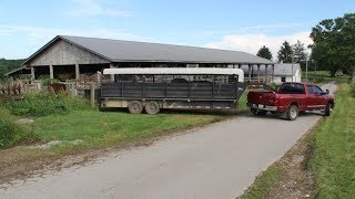 Loading Cattle to Haul off