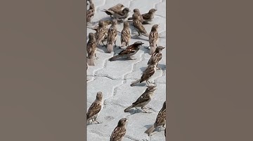 watch till the 🔚#birds#sparrow #savesparrows#music#viral#shorts #trending#youtubeshorts#panjabisong