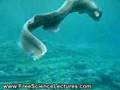 rare prehistoric frilled shark in japan