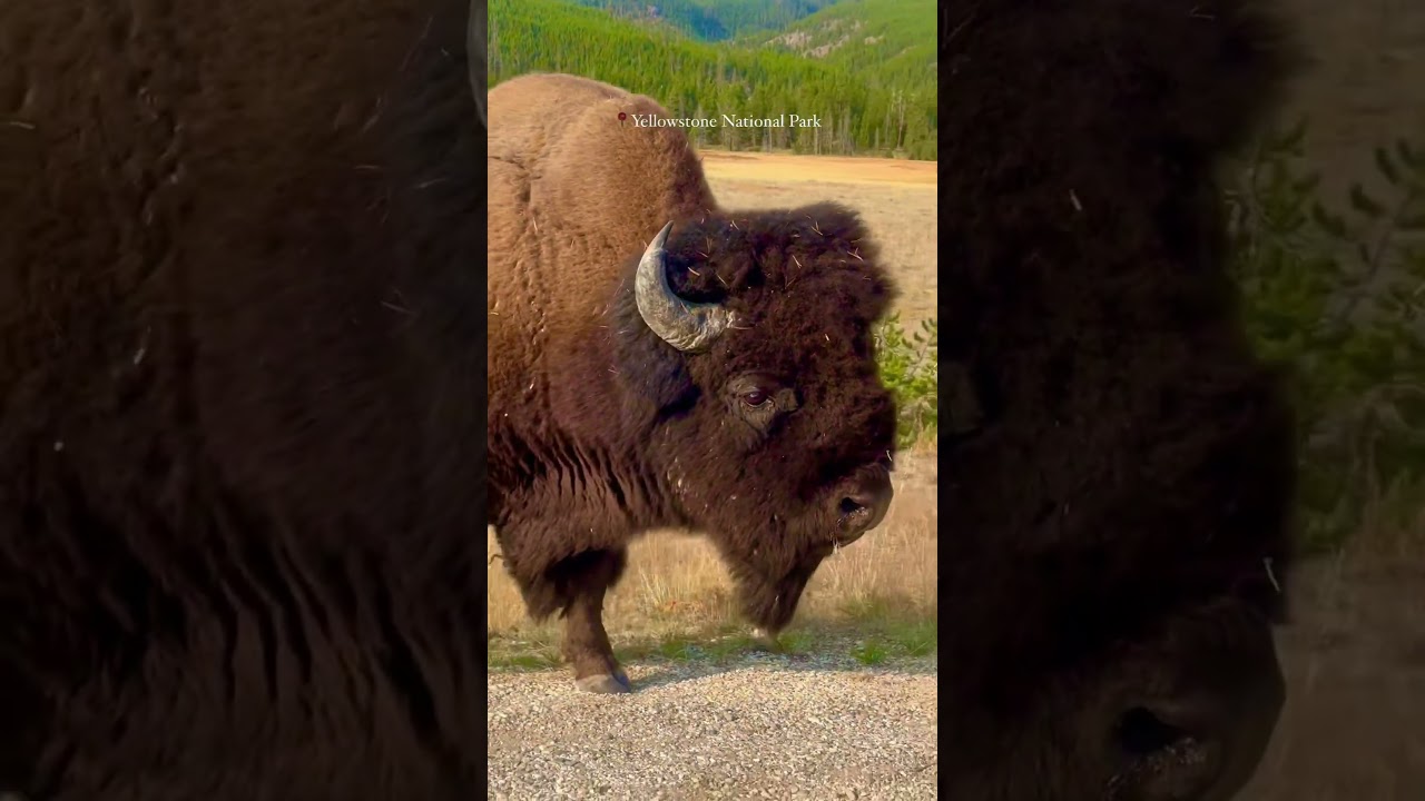 Mesmerizing experience🎨🦬🌋🏕️..!