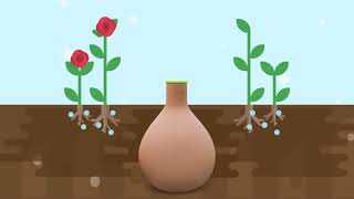 How To Water Your Garden With An Olla