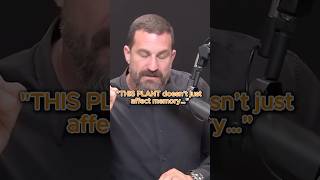 "THIS PLANT doesn’t just affect memory…” #shorts #andrewhuberman #science