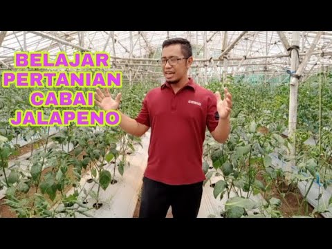 Video: Cara Menanam Cabai Jalapeno