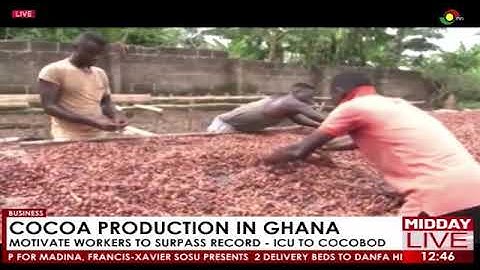 Cocoa Production in Ghana: Motivate workers to surpass record - ICU to COCOBOD