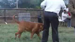 The French Clubmatch 2008