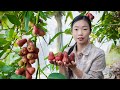 Amazing Rose apples! cooking into Chinese food ｜掛滿枝頭的水果，老人們說一個蓮霧3杯水｜野小妹 wild girl