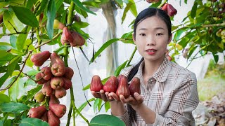 Amazing Rose apples! cooking into Chinese food ｜掛滿枝頭的水果，老人們說一個蓮霧3杯水｜野小妹 wild girl