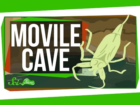 Vídeo: Movile Cave: Vida Sobrenatural En La Tierra - Vista Alternativa