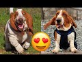 Basset Hound — Adorable And Hilarious Videos And Tik Toks Compilation