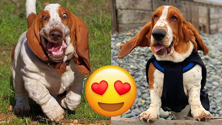 Basset Hound  Adorable And Hilarious Videos And Tik Toks Compilation