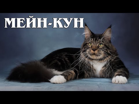 Video: Evolucija Purringa