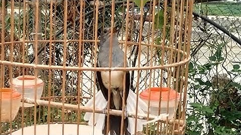 Chòe than mái mồi gọi và kích trống cực đỉnh | File đi bẫy quá chuẩn