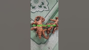 Bán củ nghệ bọ cạp , cung cấp nghệ bọ cạp tươi 0966 595 401 #cunghebocaptuoi #botnghebocap