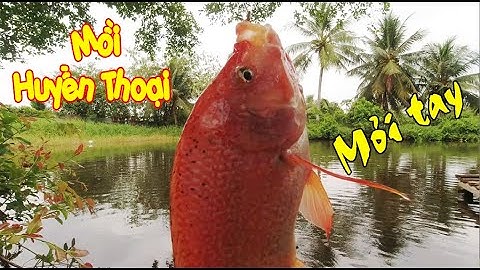 Câu Cá Rô Phi Mồi Giun Cá Ăn Quá Mạnh Giật Mỏi Tay