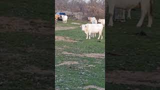 Senda de Matambre (II), Villavieja del Lozoya, Comunidad de Madrid (España) (05/12/2020)