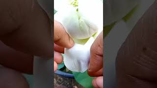 whitepeoni lotus good bloomer