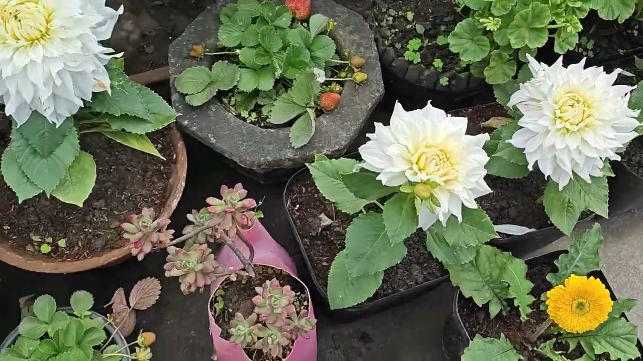 Bonsai in the making in a kitchen garden