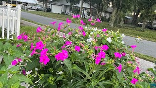 Flowers in my yard