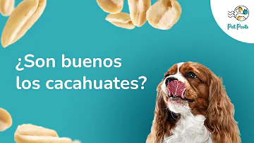 ¿Los perros pueden comer cacahuetes?