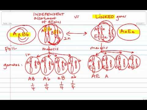 Video: Ce este sortimentul de gene?