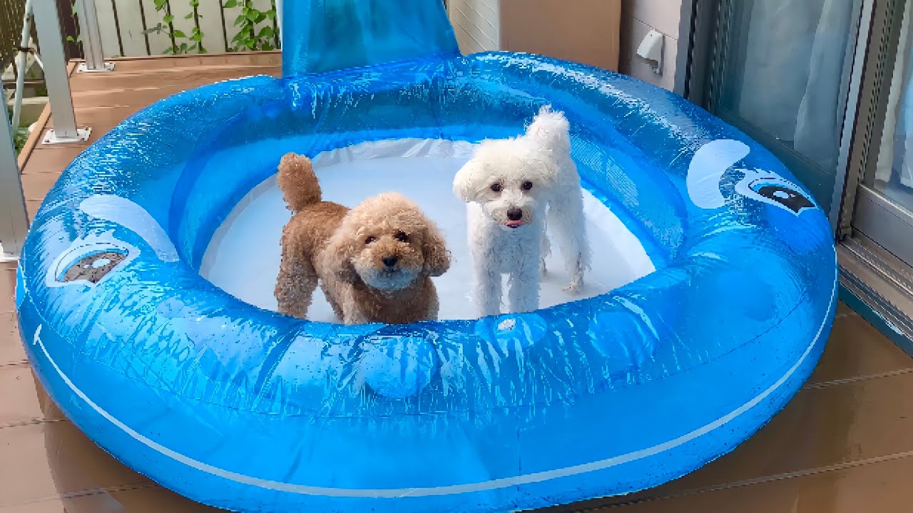 プールで遊ぶポメラニアン、マルチーズ、トイプードル、柴犬、チワワ、ヨーキー YouTube