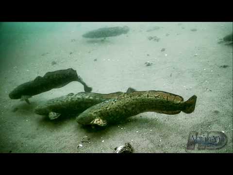 Video: Burbot Gabi