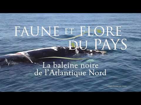 Vidéo: Baby-boom De La Baleine Noire De L'Atlantique Nord