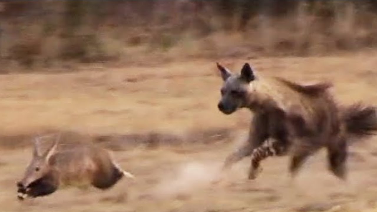 Wenn Hyänen Jagen Müssen, Um In Der Wildnis Zu Überleben