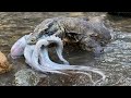 Komodo Dragon Swim Preying On Giant Octopus 🐙 In shallow water 