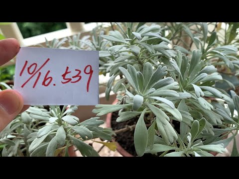 【園藝539】10月16日(一)窗台種的芙蓉補土後更美了！