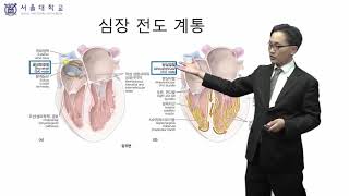 8 심장전도계통