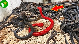 20 Rarest Snakes in the World | D - Animals Reunited by D - Animals Reunited 1,355 views 1 month ago 18 minutes