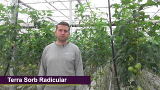 Uprawa pomidora w szklarni zastosowanie Terra Sorb Radicular