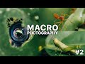 APEXEL 100mm - Hunting Macro Photography with Smartphone #2