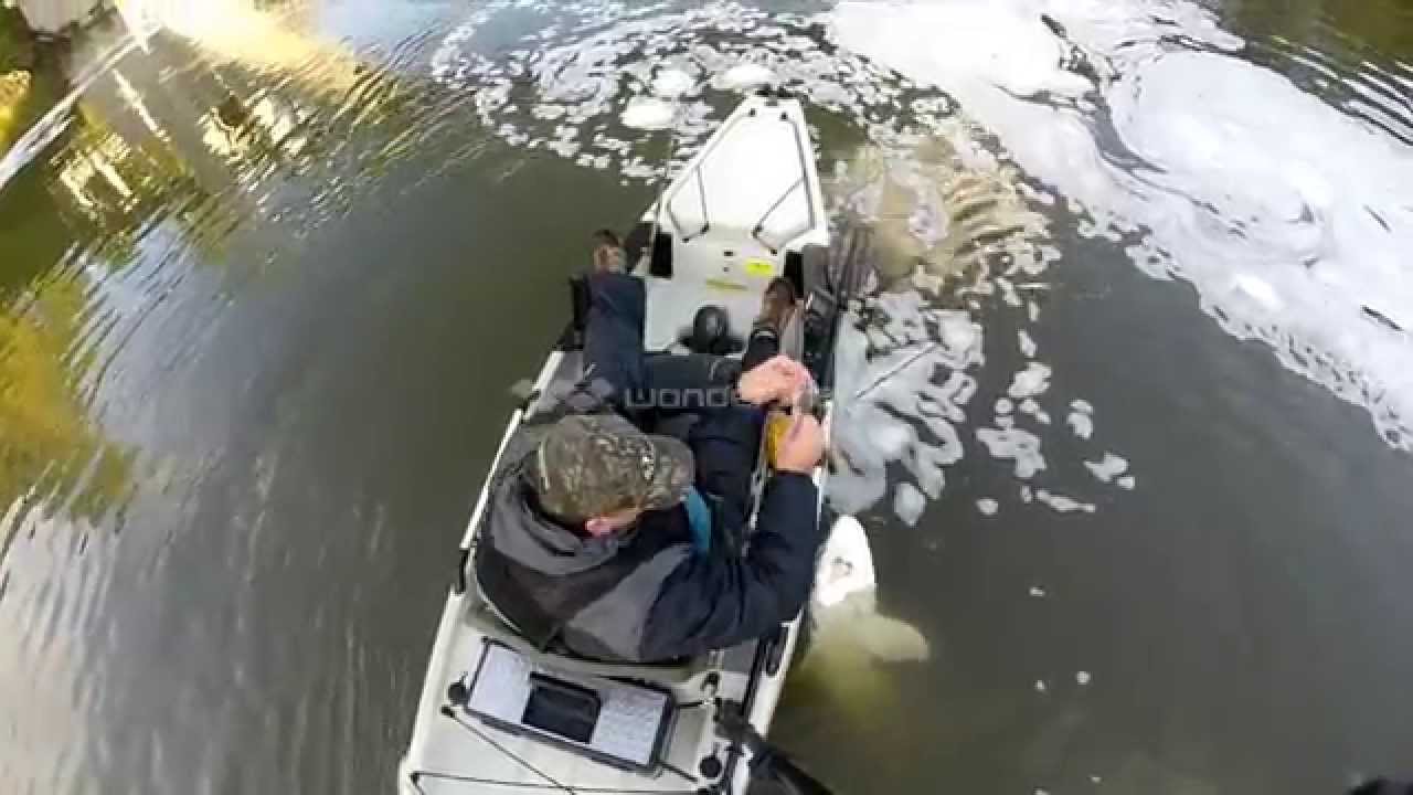 6 to 8 foot sturgeon from Kayak. Willamette river October 25, 2014