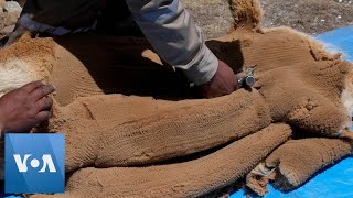 Bolivians Shear Vicunas for Prized Fur in Local Ceremony