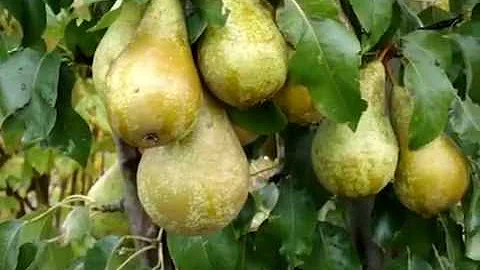 Лучший сорт груш. Груша Конференция
