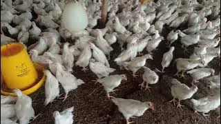 bocil cek ayam