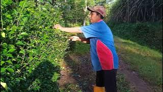 CARA MEMBUAT PAGAR DARI TANAMAN HIDUP TEH TEHHAN DI DEPAN RUMAH