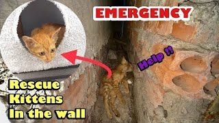 Kitten Stuck between the wall Cries Out OF Fear No One Would Rescue Him | FTC Meow